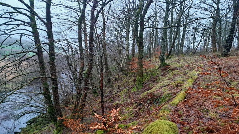 Coed Hafod Las